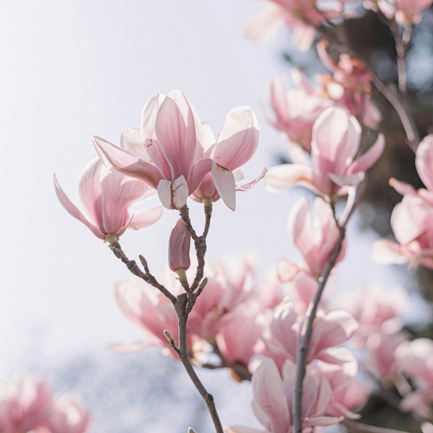 Magnolie – Geschmackliche Eleganz einer prachtvollen Blüte