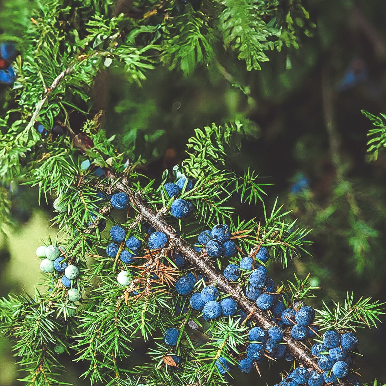 Wacholder: Die Kraft von Juniperus Communis