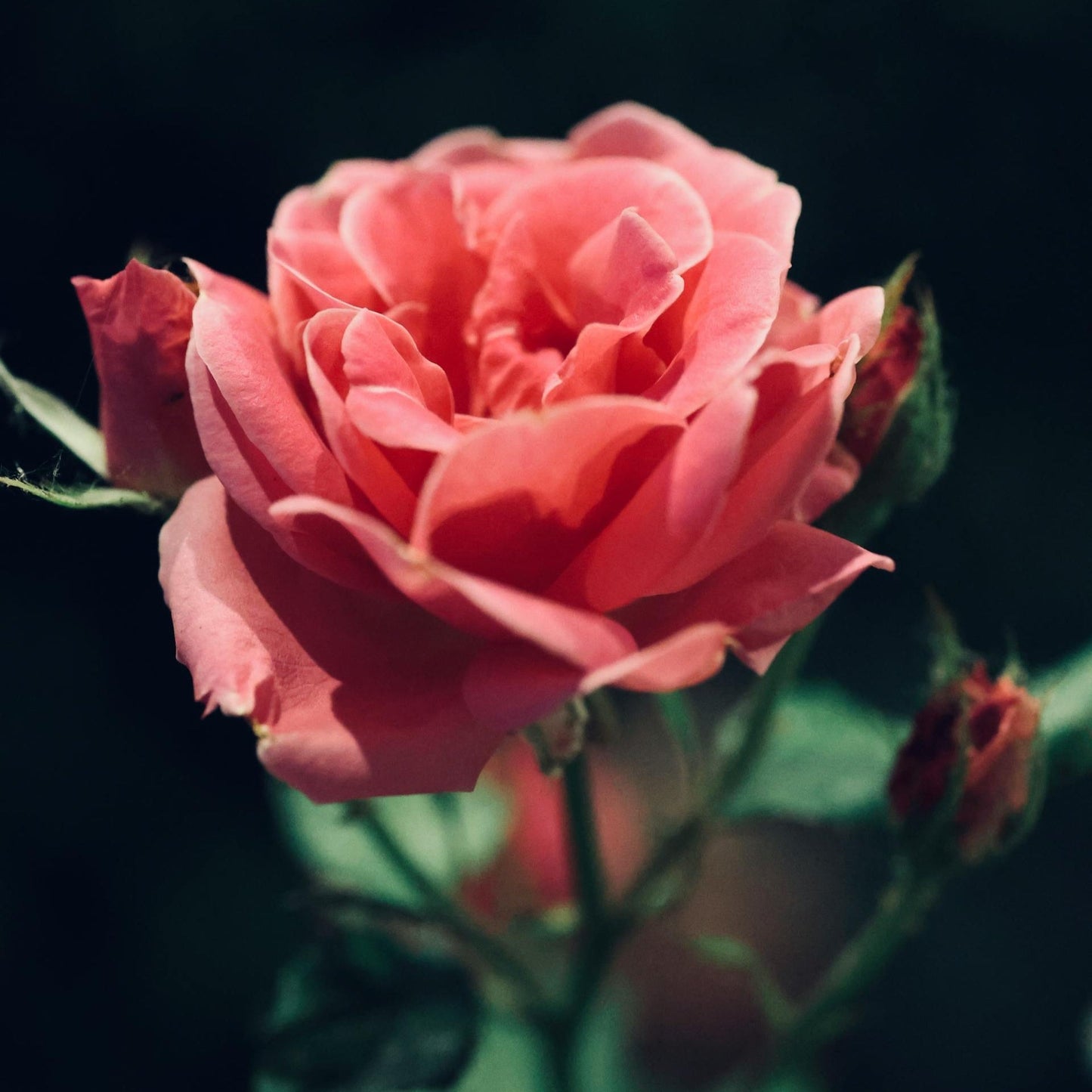Rose: Die Eleganz der Rosa Damascena